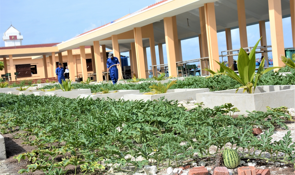 Trồng dưa hấu trên đảo Đá Tây.